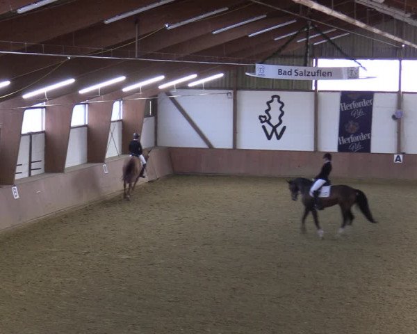 Reitturnier Bad Salzuflen 2022