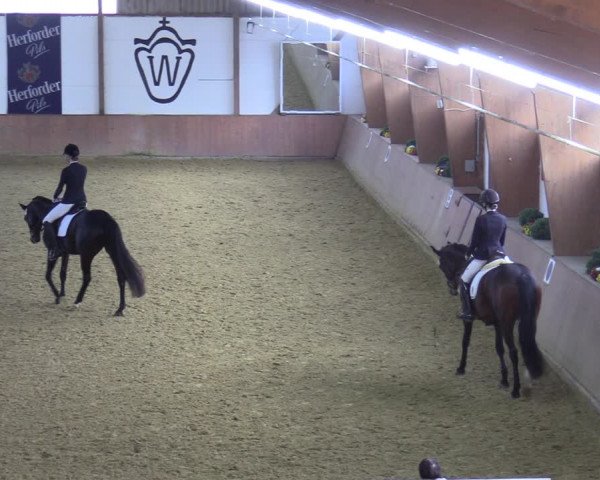 Reitturnier Bad Salzuflen 2022