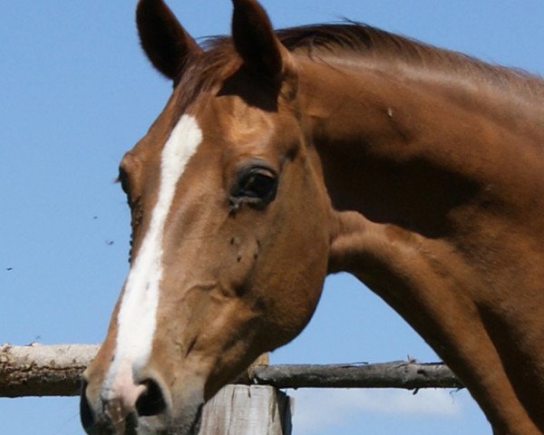 broodmare Feine Dame (Westphalian, 1992, from Faschingsprinz)