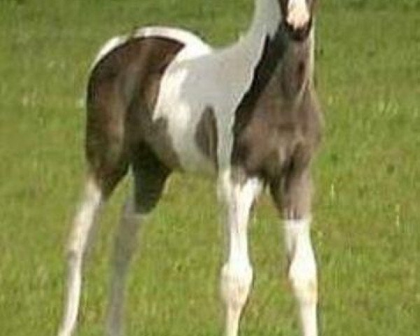horse Amour Ami (UK Warmblood, 2011, from Amour G)