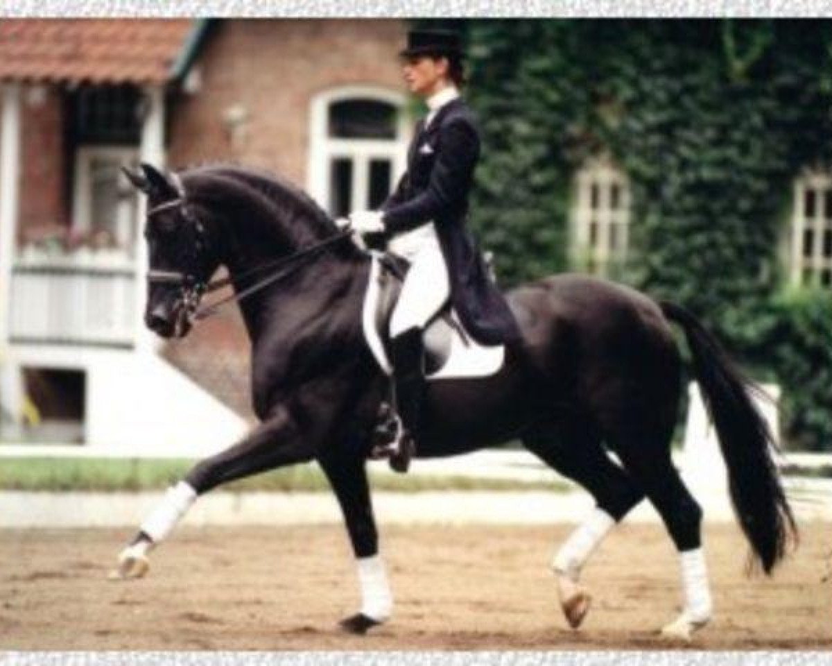 Deckhengst Dream of Glory (Oldenburger, 1989, von Donnerhall)
