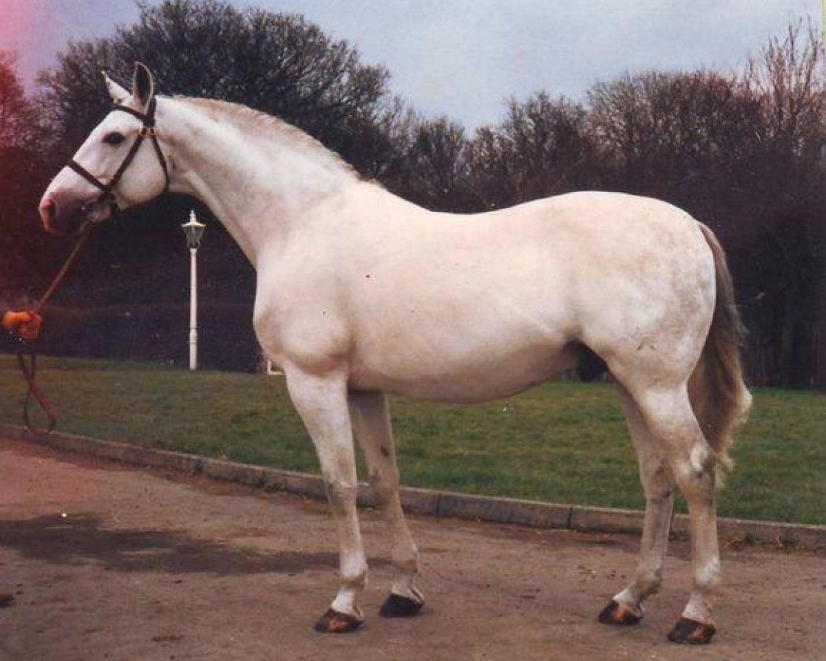 Stallone da monta Louella Inschallah II (Hannoveriano, 1977, di Inschallah AA)