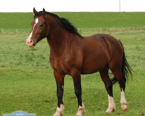 stallion Ponyland Hot Spot (Welsh-Cob (Sek. D), 2008, from H-S Hot Playboy)