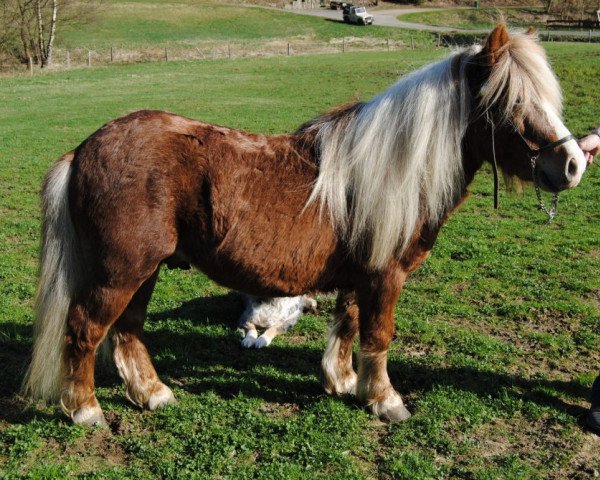 stallion Mac vom Köppel (Shetland Pony, 2006, from Menno v.h. Aeghterhuus) stallion Mac vom Köppel (Shetland Pony, 2006, from Menno v.h. Aeghterhuus)