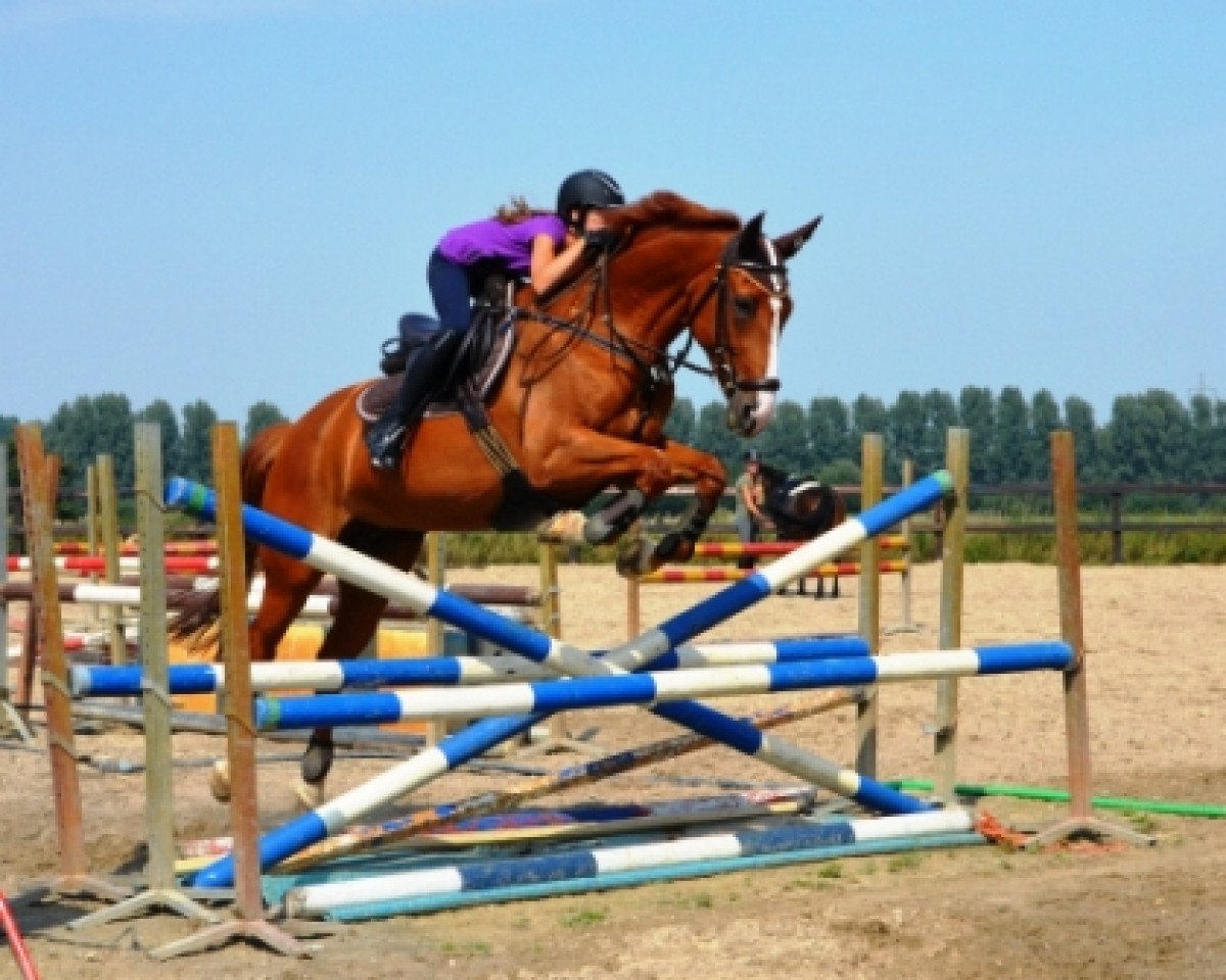 Springpferd Wialotta (Hannoveraner, 2000, von Werbellin)
