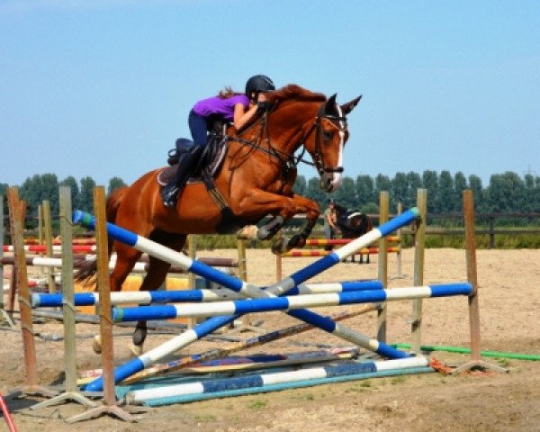 Springpferd Wialotta (Hannoveraner, 2000, von Werbellin)