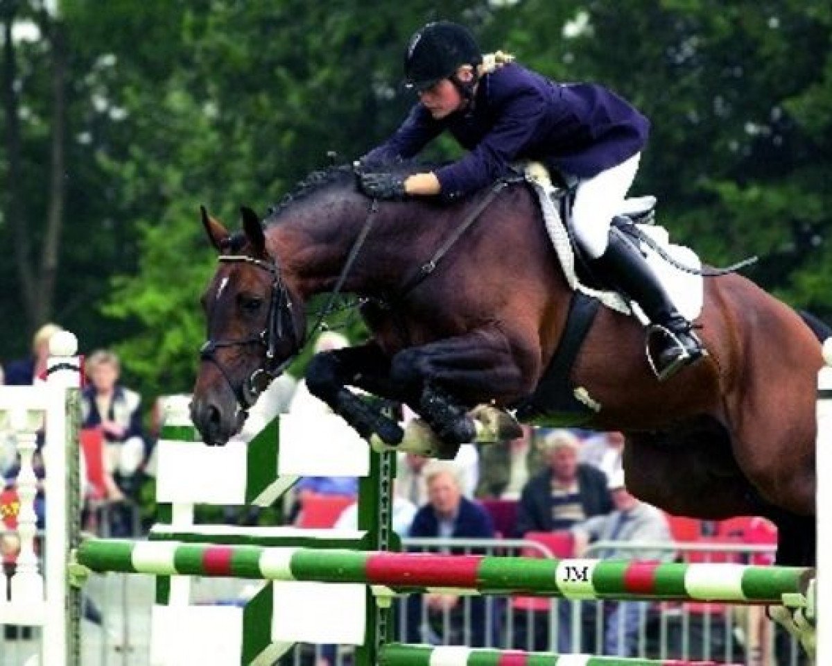 stallion Pierrot (KWPN (Royal Dutch Sporthorse), 1997, from Concorde)