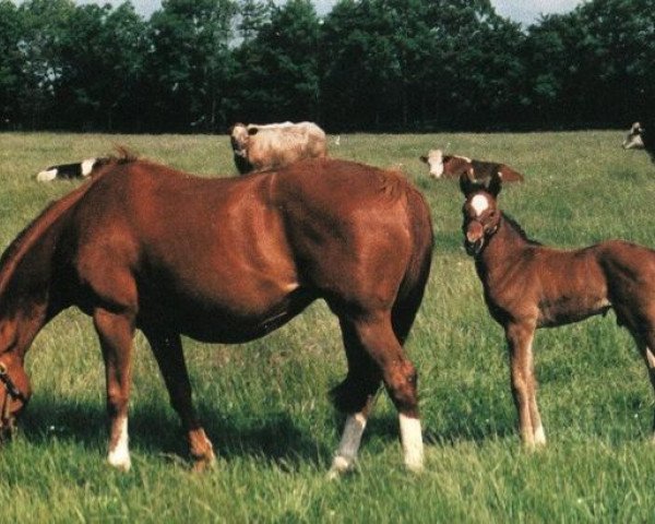 broodmare Bettys Secret xx (Thoroughbred, 1977, from Secretariat xx)