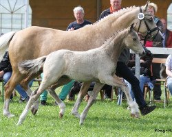 Zuchtstute Desert Queen (Deutsches Reitpony, 2013, von HET Neverending Dream)