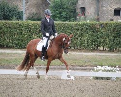 broodmare Desert Rose (German Riding Pony, 2010, from HET Golden Dream)