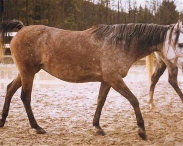 Zuchtstute Mona II 1974 ox (Vollblutaraber, 1974, von Mahomed 1968 ox)