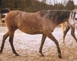 broodmare Mona II 1974 ox (Arabian purebred, 1974, from Mahomed 1968 ox)