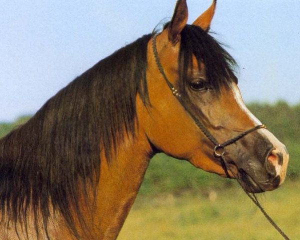 broodmare Madinah ox (Arabian purebred, 1978, from Ibn Galal 1966 EAO)