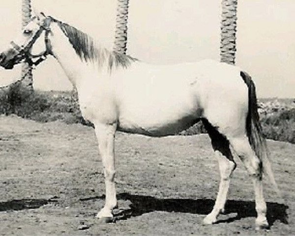 broodmare Ansata Bint Sameh EAO (Arabian purebred, 1962, from Sameh 1945 RAS)