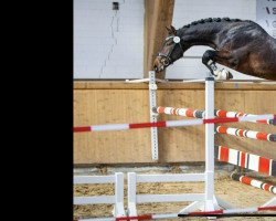 Springpferd Almighty Love (Westfale, 2016, von All At Once)