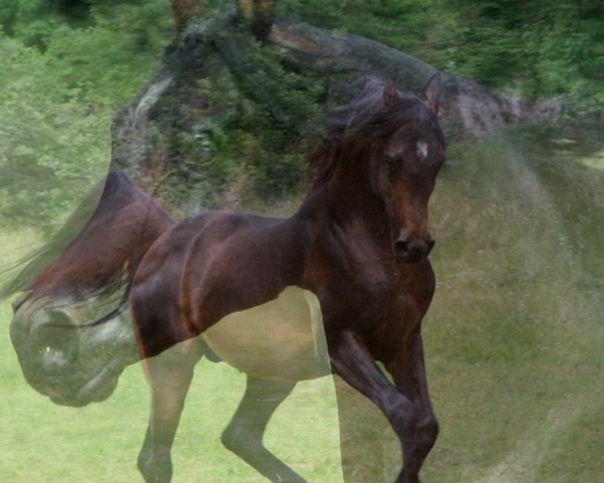 stallion Excalibur ox (Arabian purebred, 2003, from Psynergy ox)