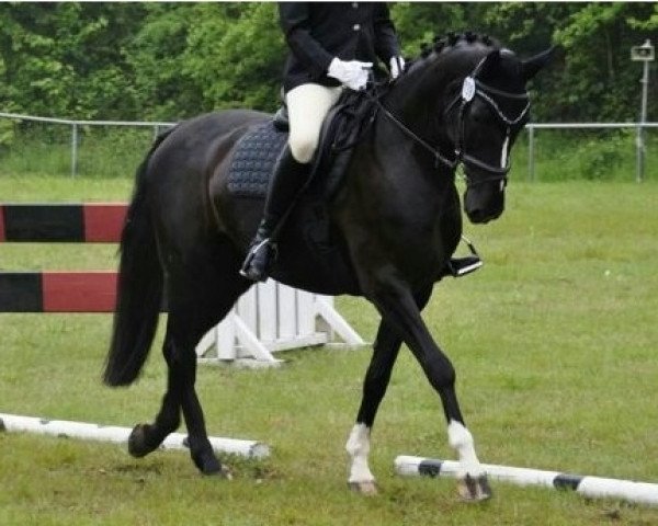 dressage horse Rue Invicta F (Rhinelander, 2001, from Rhythmus Son)
