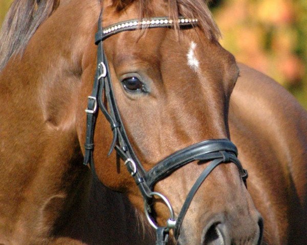 horse Etoile W (Westphalian, 2009, from Ehrentanz I)
