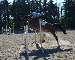 jumper Chiquita E (Westphalian, 2008, from Co-Pilot)