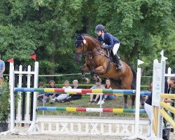 jumper Galant's Legacy (American Warmblood, 2008, from Galant du Serein)