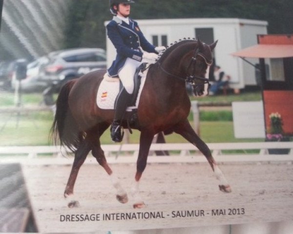 dressage horse Dante R (German Riding Pony, 2004, from Da Vinci R)