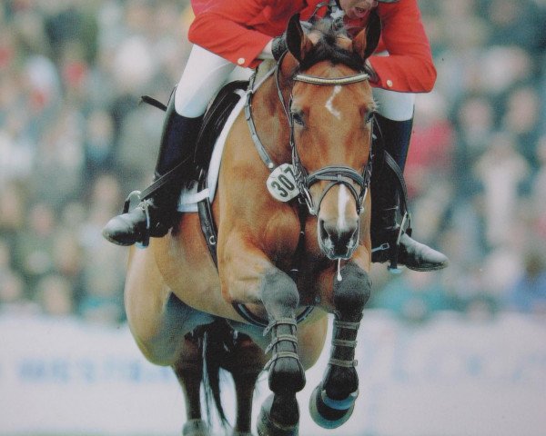 Pferd Royale Bonheur (Dänisches Warmblut, 1992, von Royal Blue)