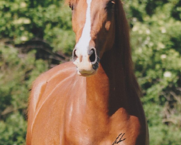 broodmare Faaiza Estopa ox (Arabian purebred, 2007, from El Kadjour ox)