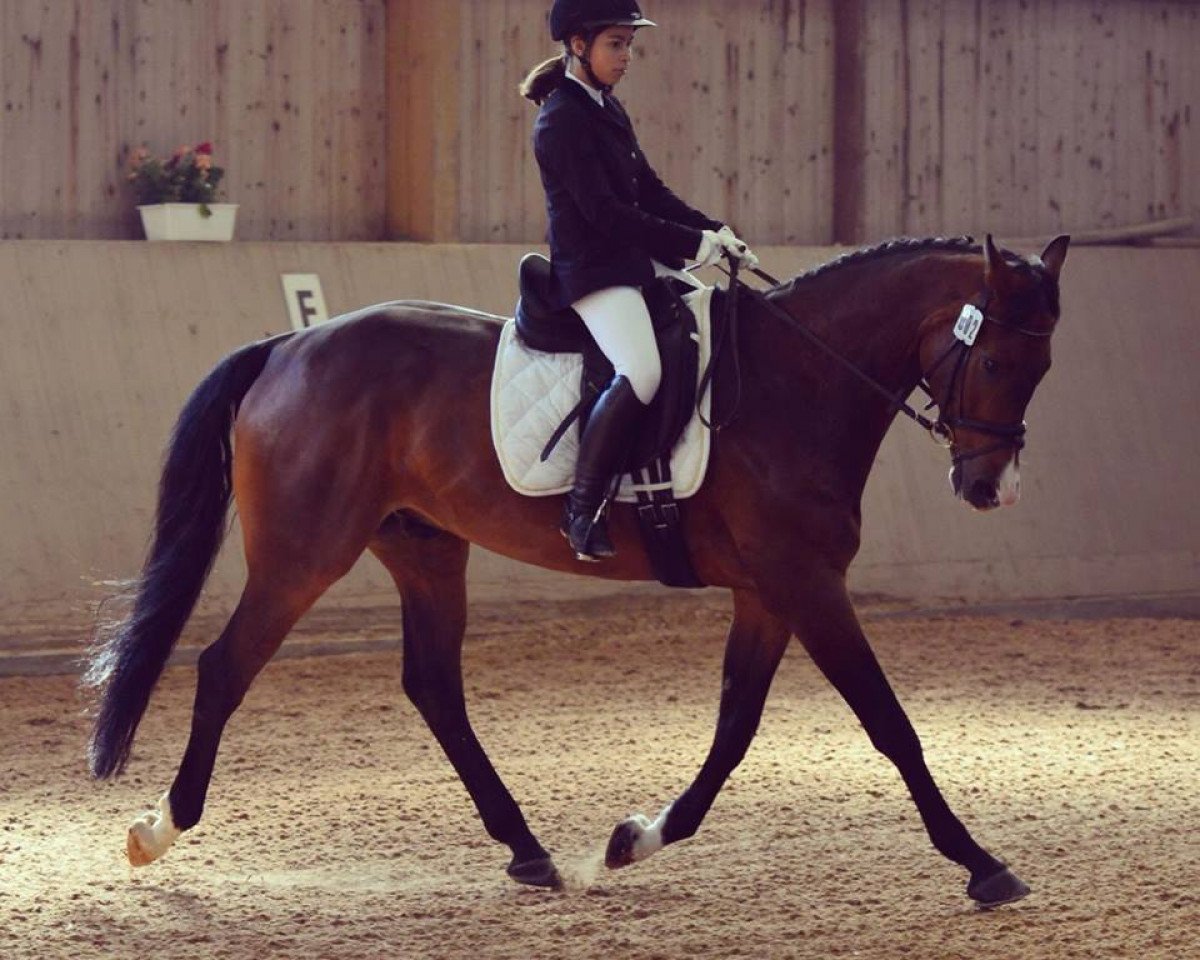 Skokan Amicelli (Württemberský kůň, 2008, od Acordelli)