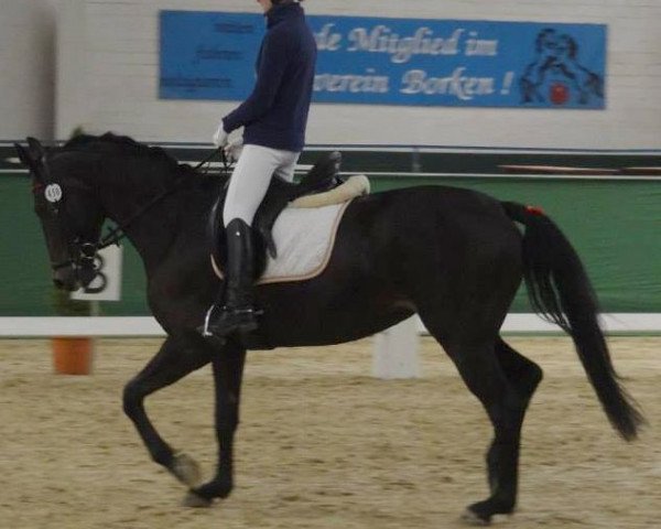 jumper Donnerhalls Darling (Westphalian, 2007, from Don Kennedy)
