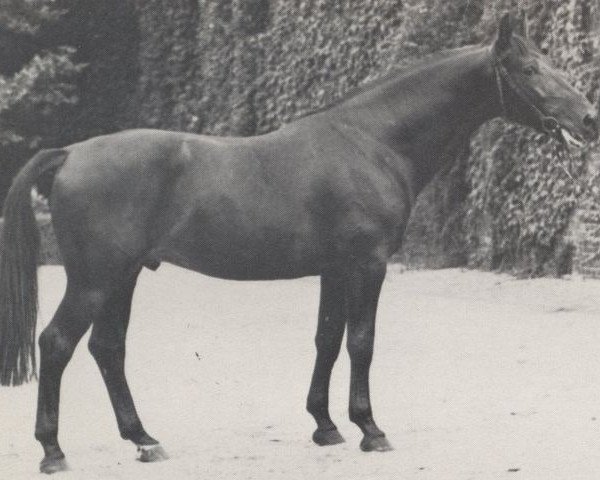 stallion Dante (Westphalian, 1965, from Durchlaucht) stallion Dante (Westphalian, 1965, from Durchlaucht)