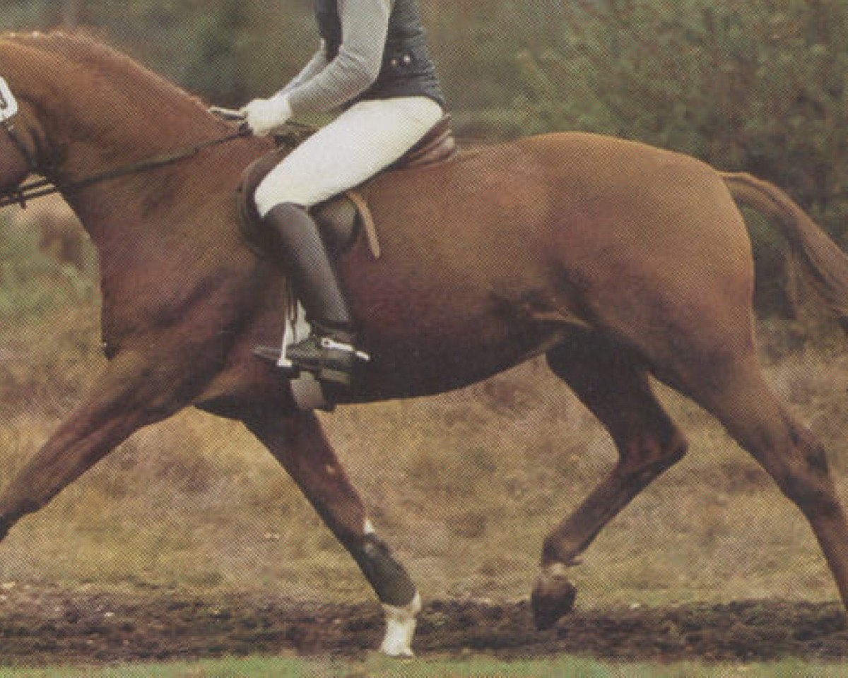 Deckhengst Ariston (Hannoveraner, 1986, von Akzent I)