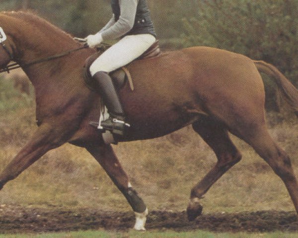 stallion Ariston (Hanoverian, 1986, from Akzent I)