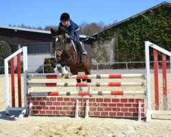 dressage horse Quick Dollar (Oldenburg, 1994, from Quick Star)