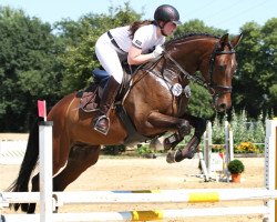 jumper Sunday Afternoon (Hanoverian, 2008, from Stalypso)