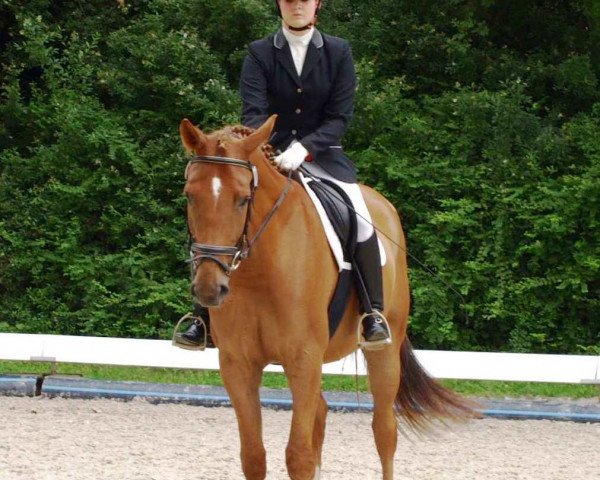 Springpferd Paul Panzer (Rheinländer, 2009, von Pricolino)
