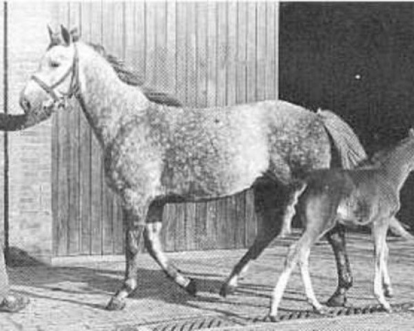 broodmare Soraya (KWPN (Royal Dutch Sporthorse), 1976, from Marco Polo)