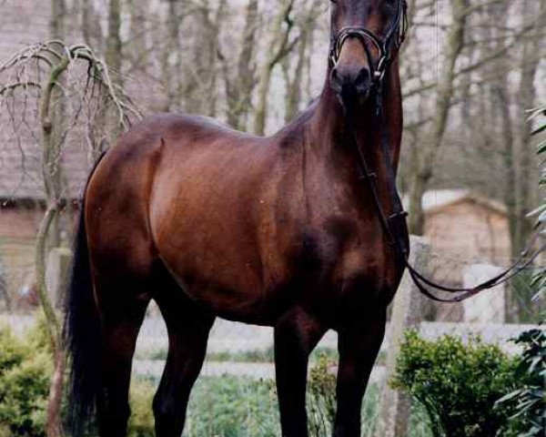 stallion Magister (Arab half breed / Partbred, 1979, from Wingrove Minkino)