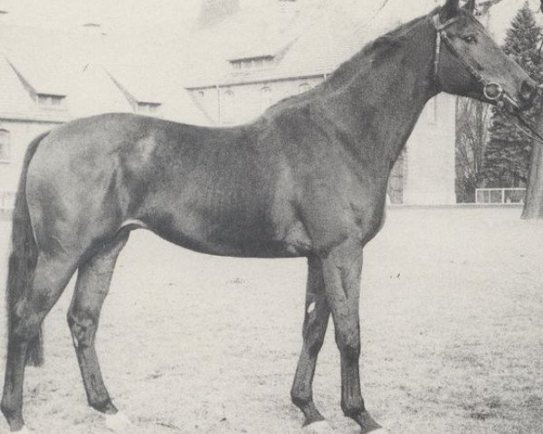 Deckhengst Schützenkönig xx (Englisches Vollblut, 1966, von Chief xx)