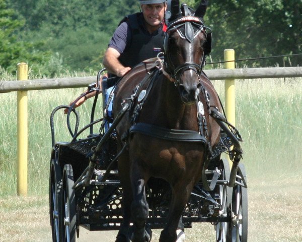 Pferd Cherie Z (Rheinländer, 1993, von Circus)
