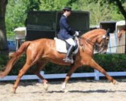 dressage horse French Kiss (Westphalian, 1998, from Fleurop)
