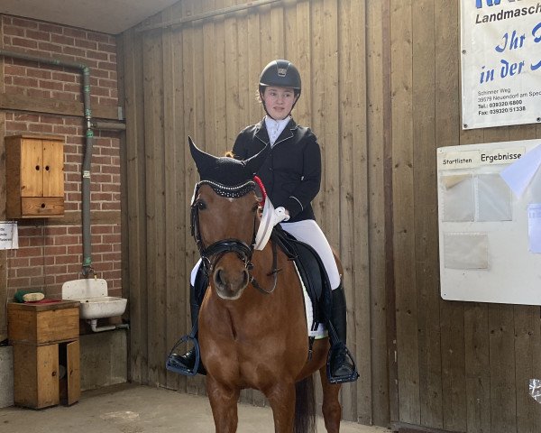 dressage horse Mac Murphy 15 (German Riding Pony, 2012, from Merlin)