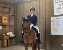 Dressurpferd Mac Murphy 15 (Deutsches Reitpony, 2012, von Merlin)