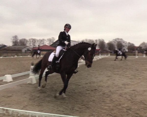 Reitturnier Schülp / Rendsburg 2022