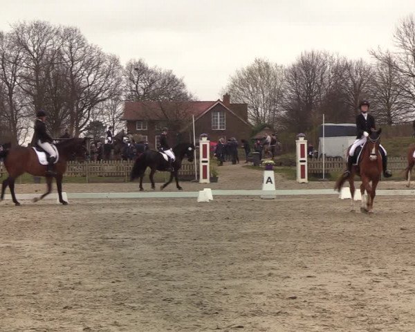 Reitturnier Schülp / Rendsburg 2022