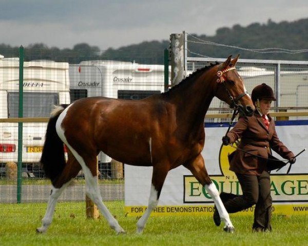 Pferd Solaris Elanna (Scottish Sports Horse, 2009, von Umenno)