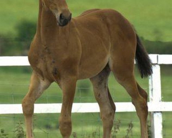 Pferd Solaris Delanna (Scottish Sports Horse, 2008, von Umenno)
