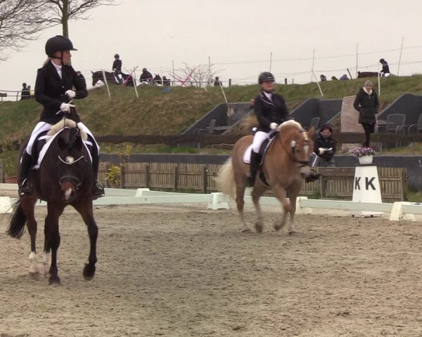 Reitturnier Schülp / Rendsburg 2022