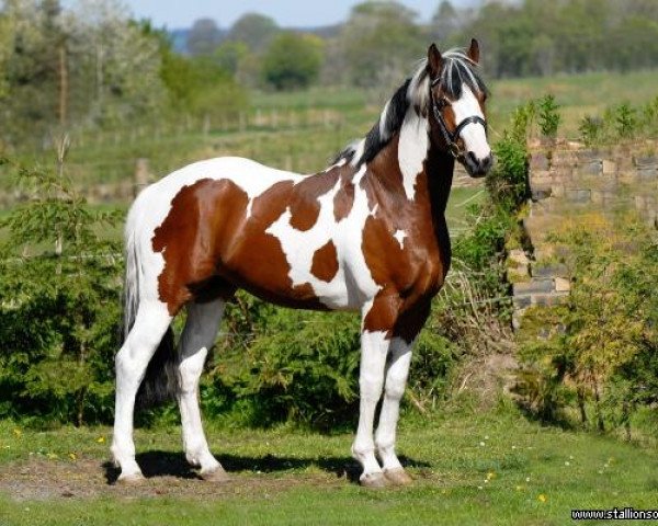 stallion Solaris Buenno (Scottish Sports Horse, 2006, from Umenno) stallion Solaris Buenno (Scottish Sports Horse, 2006, from Umenno)