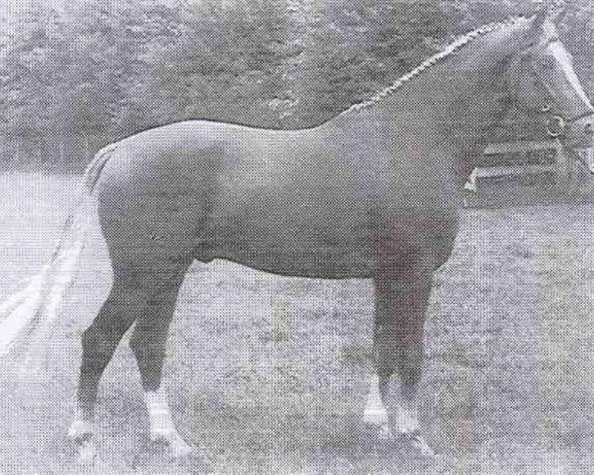 Deckhengst Wagenaar (KWPN (Niederländisches Warmblut), 1980, von Formateur)