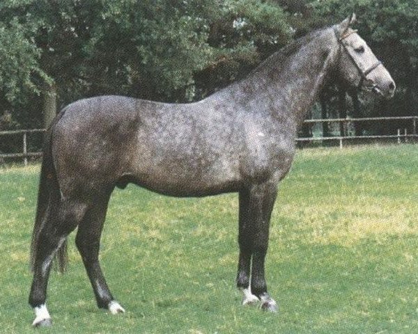 stallion Cordano Z (Holsteiner, 1989, from Capitol I)